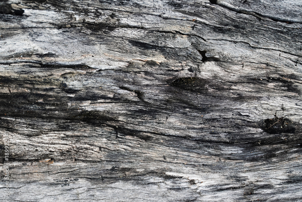 tree bark texture in natural background concept tree bark texture in natural background concept