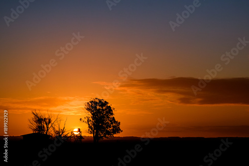 Sunset  slihouette tree on farm