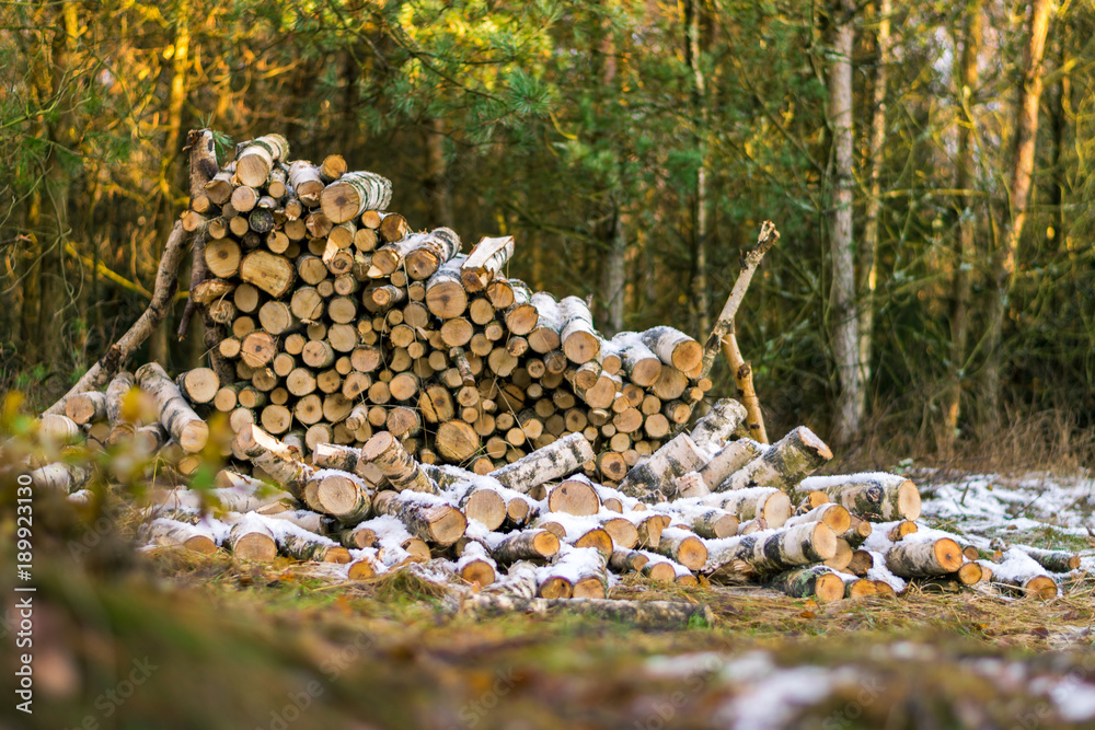 Stack of wood in forest Stack of wood in forest
