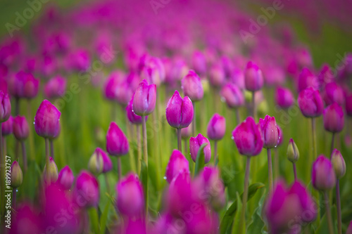 purple tulip fields are growing every year