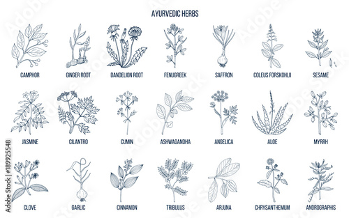 Ayurvedic herbs, natural botanical set photo