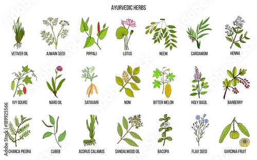 Ayurvedic herbs, natural botanical set photo