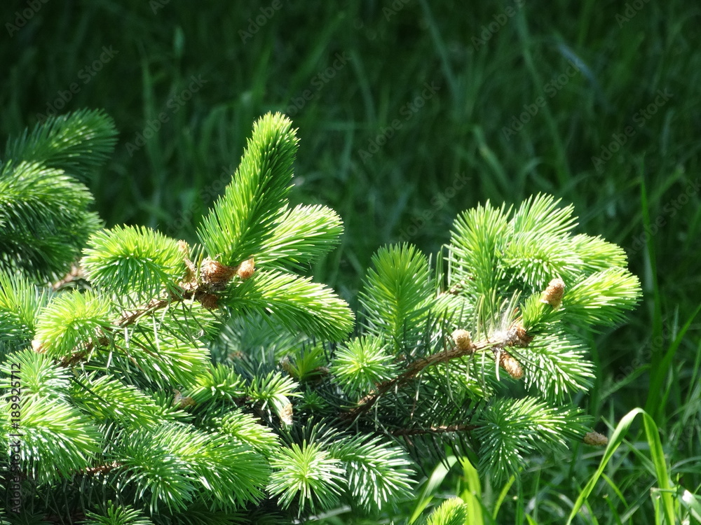 The tender green of the young pine needles The tender green of the young pine needles