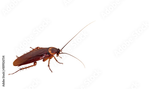 Closeup Cockroach on White Background, Clipping Path