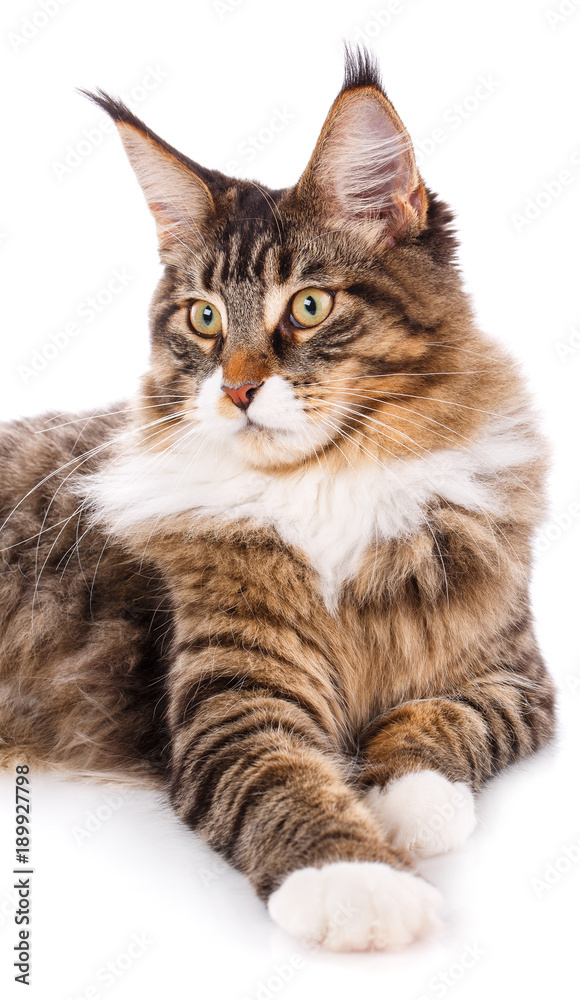 Fototapeta premium Cat portrait, Maine coon