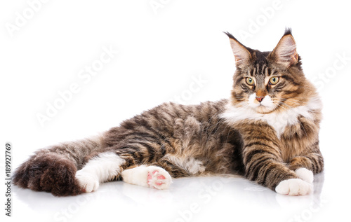 The great maine coon is lying on a white background. time for rest Calm cat