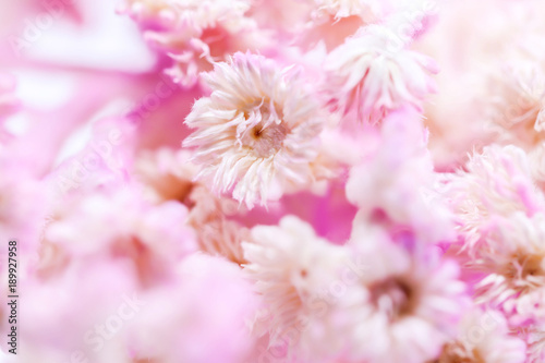 Background Dry Tabebuia rosea pink background