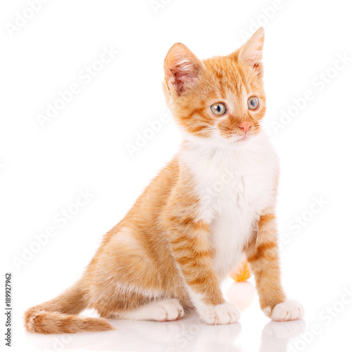 Cat, pet, and cute concept - red kitten on a white background.