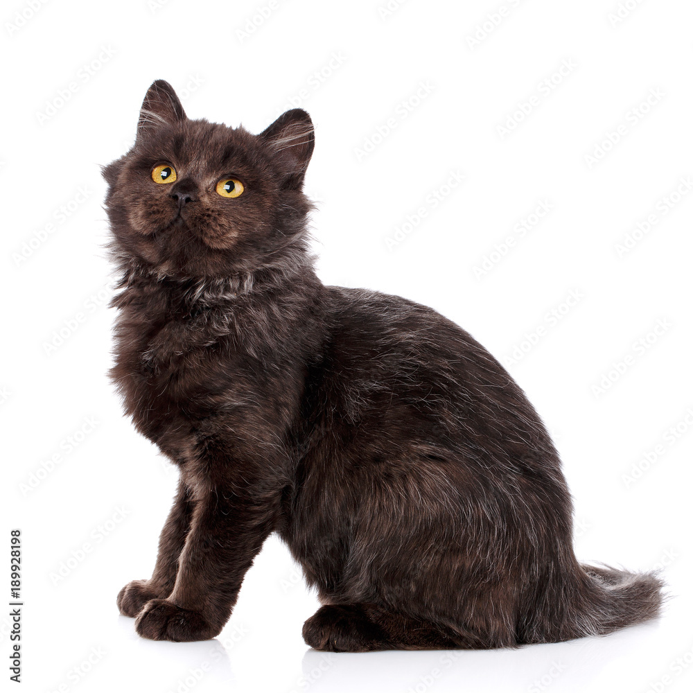 Cat, pet, and cute concept - black cat with yellow eyes on a white background.