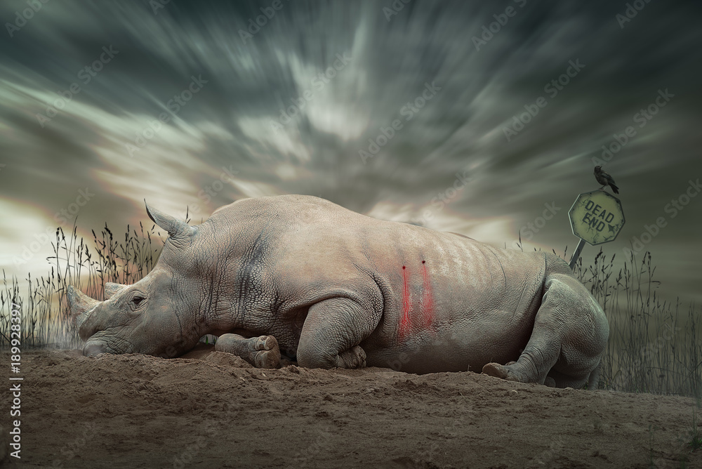 Fototapeta premium Zabity nosorożec