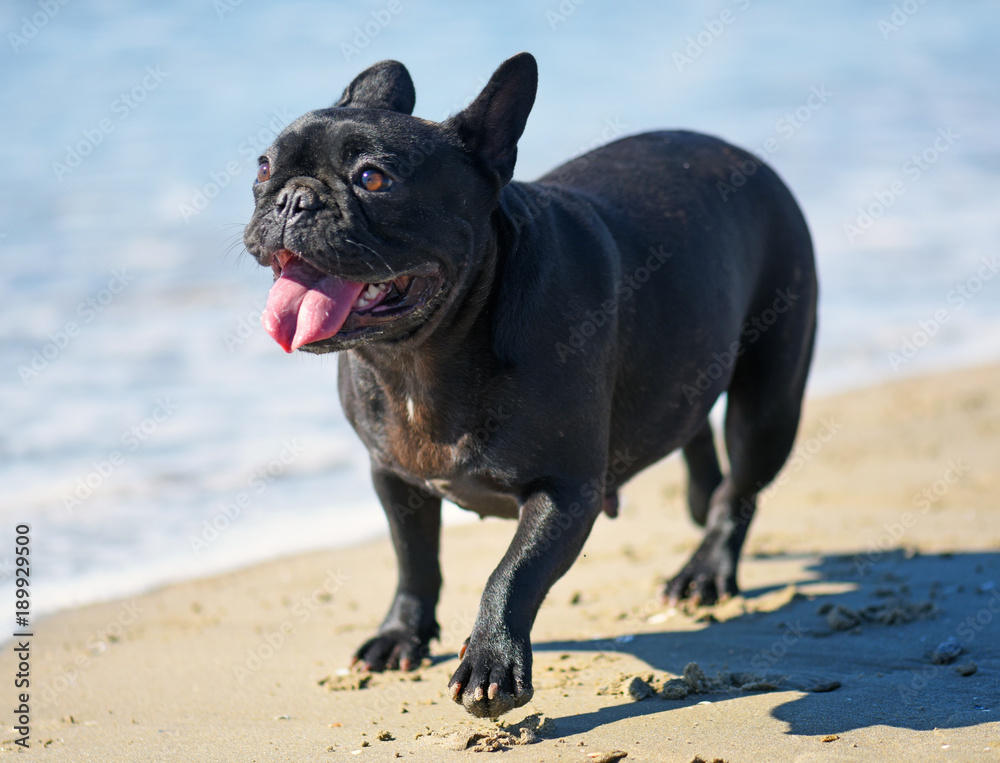 french bulldog on the beach