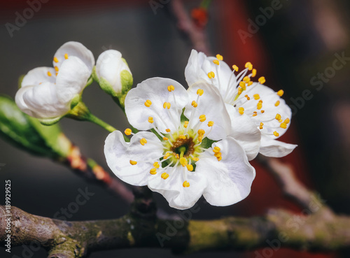 plum tree with sprign blossoms photo