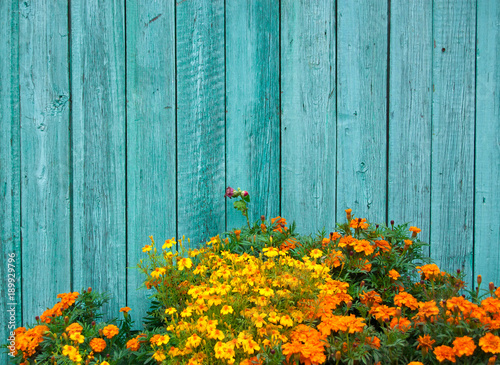 a flowerbed with yellow and orange flowers against a pale blue-green fence
