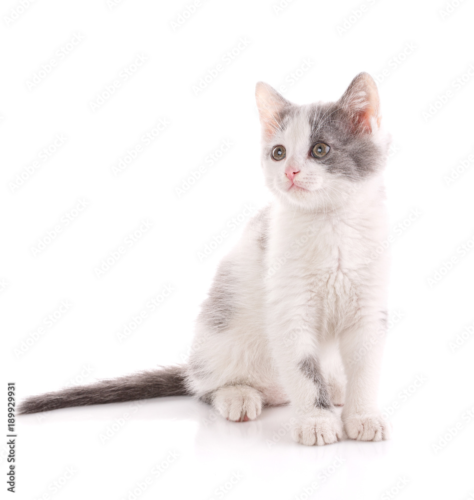 White and gray cat on white.