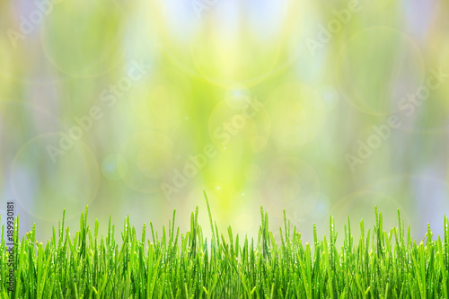 Spring or summer abstract background with green grass and drops of dew bokeh lights