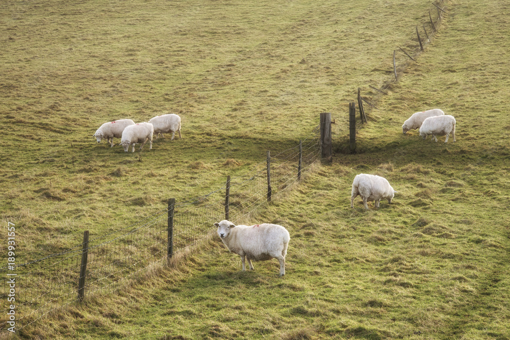 Sheep grazing in landscape during glowing vibrant Winter sunrise Sheep grazing in landscape during glowing vibrant Winter sunrise