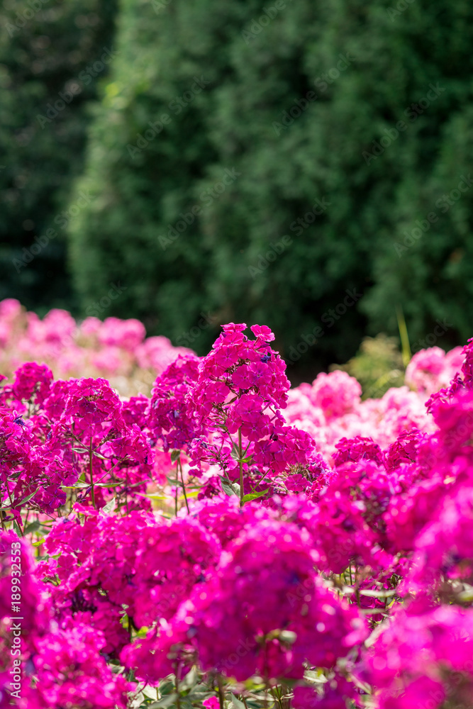 Obraz premium Garden with phlox