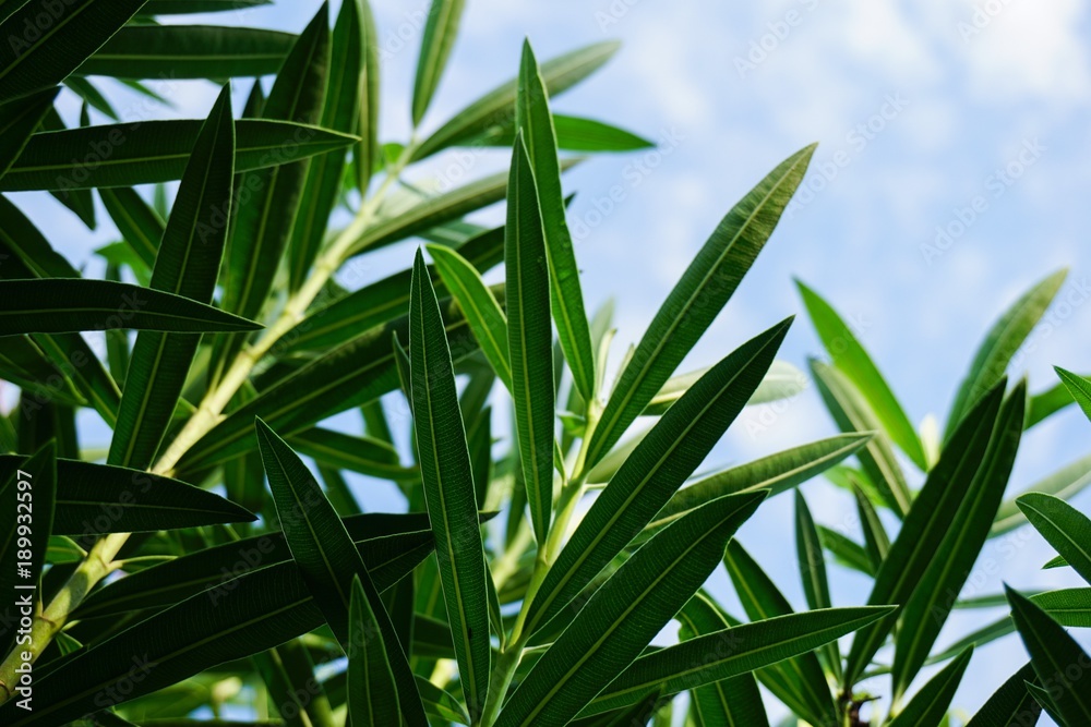 fresh green Nerium oleander tree in nature garden fresh green Nerium oleander tree in nature garden