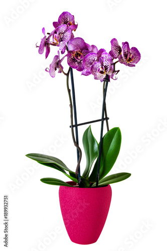 Orchideen photo