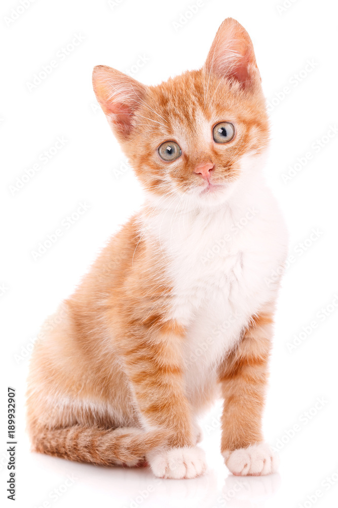 Playful red kitten on a white