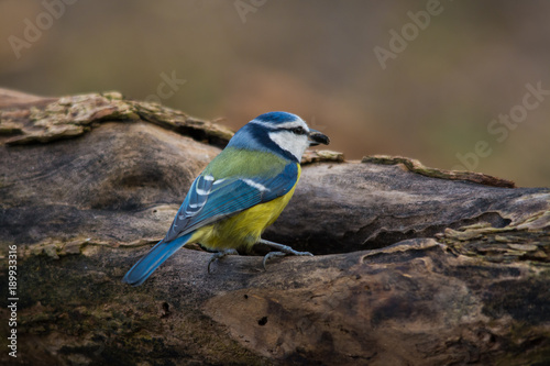 Wildlife photo - Blue tit on old wood in forest, Slovakia, Europe