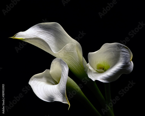 Fotografia White Cala Lillies 1214