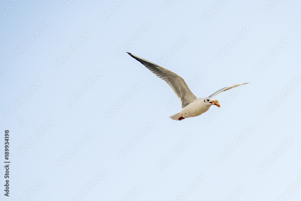 Lachmöwe mit Brot im Schnabel beim Flug über der Ostsee in Polen Lachmöwe mit Brot im Schnabel beim Flug über der Ostsee in Polen