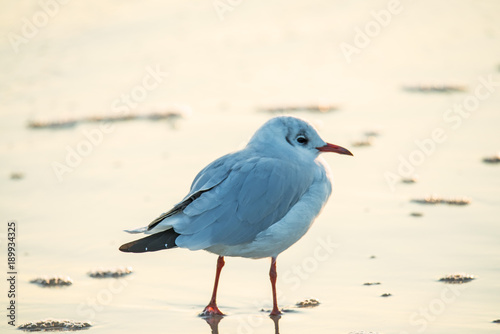 Lachmöwe am Ostseestrand in Polen