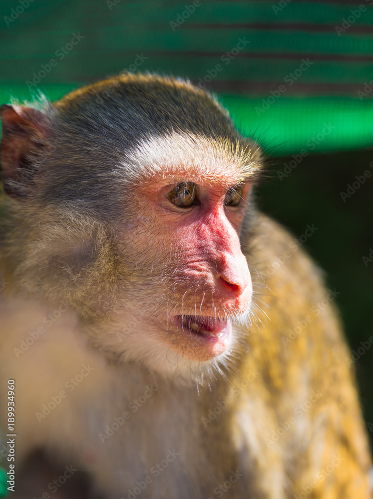 Obraz premium Young Brown Monkey in Vietnam