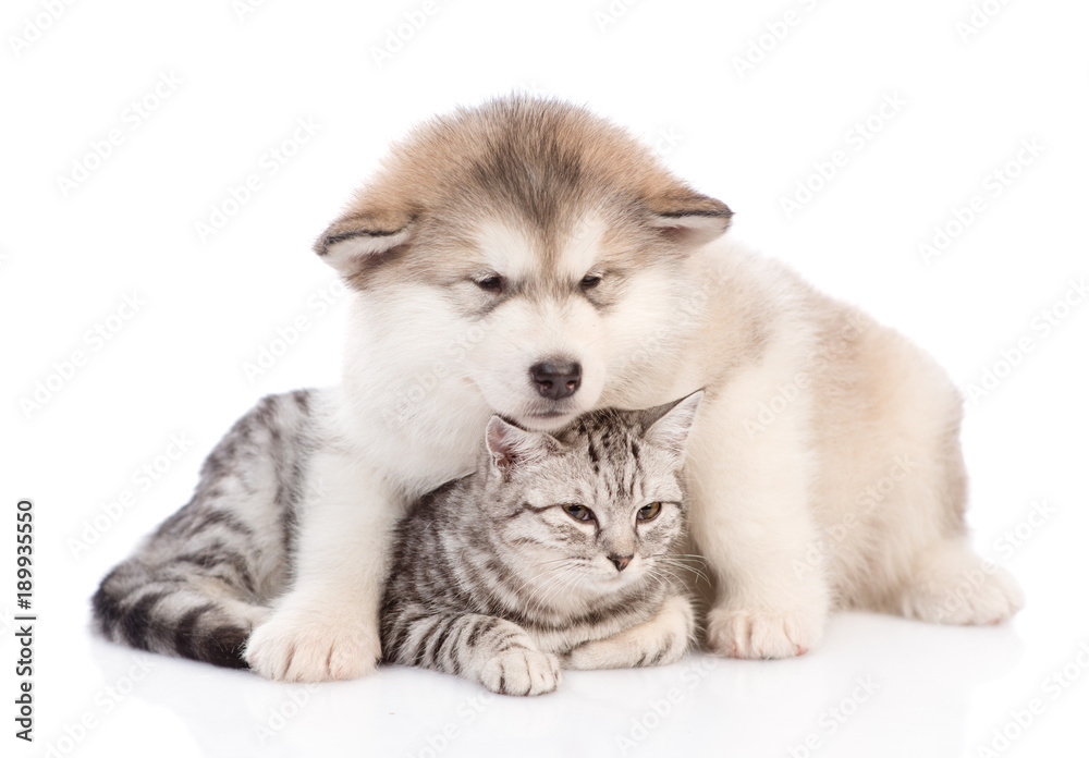 Alaskan malamute puppy hugging a cat.  isolated on white background