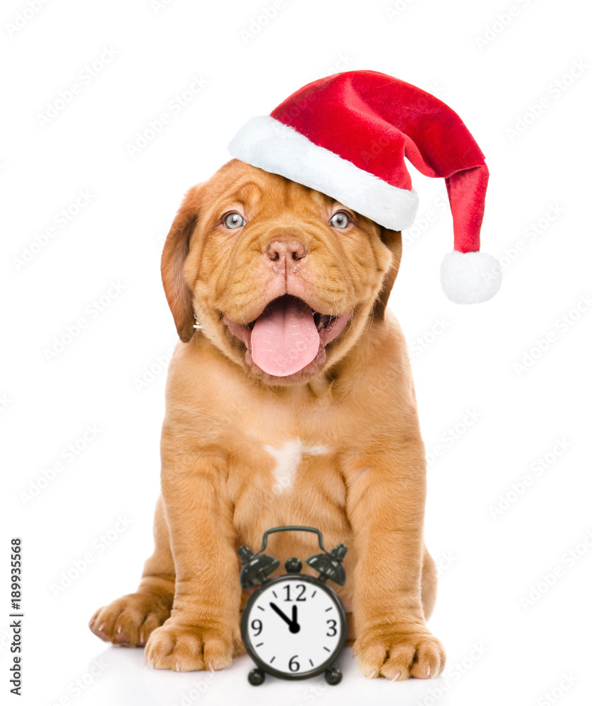 Happy dog  in red christmas hat with alarm clock. Space for text. isolated on white background