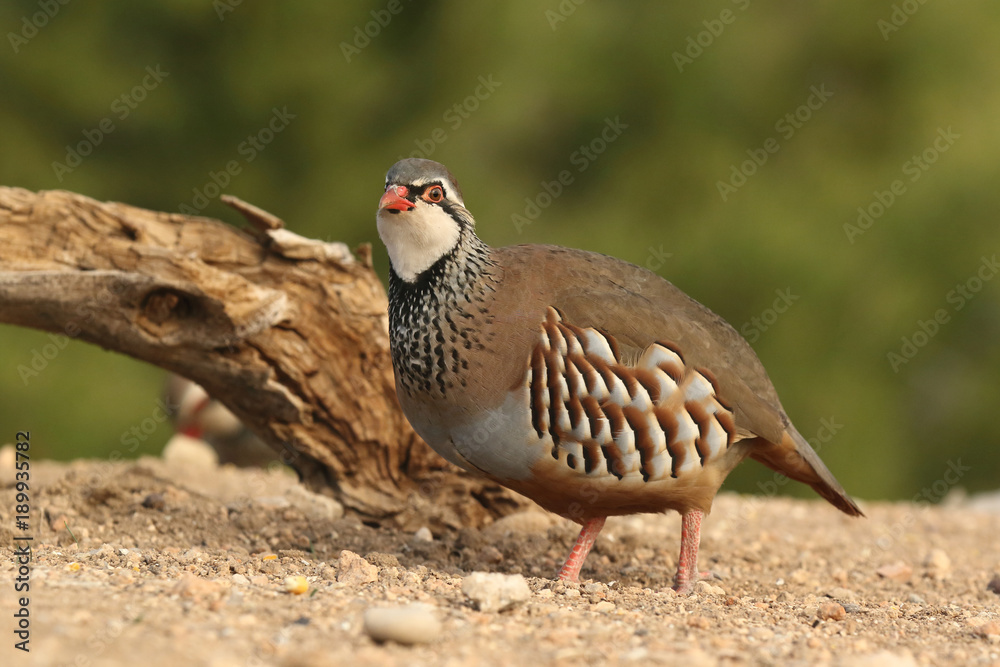 Red legged partridge Red legged partridge