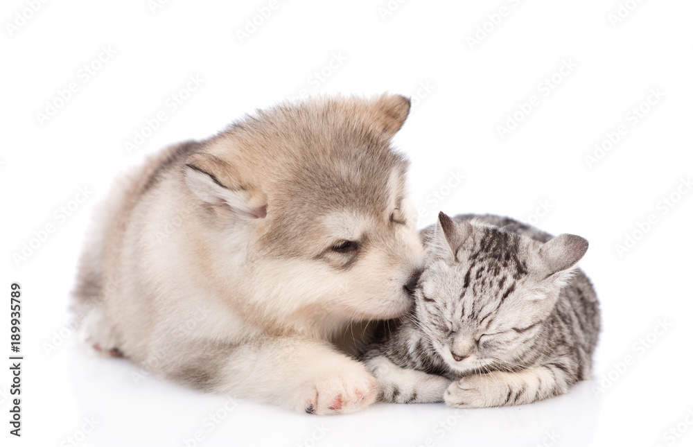 Obraz premium the puppy kisses the kitten. isolated on white background