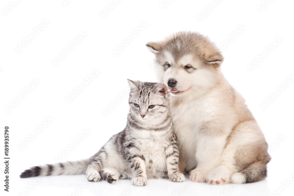 Alaskan malamute puppy  and cat  sitting together. isolated on white background