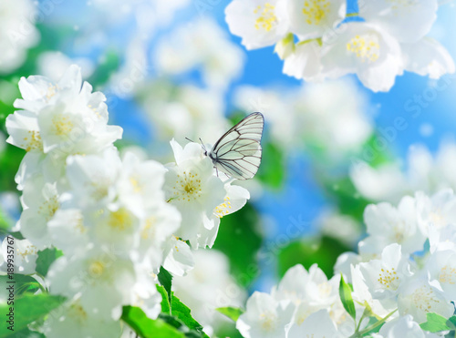  Spring scene. Beautiful butterfly sits on lush jasmine flowers.