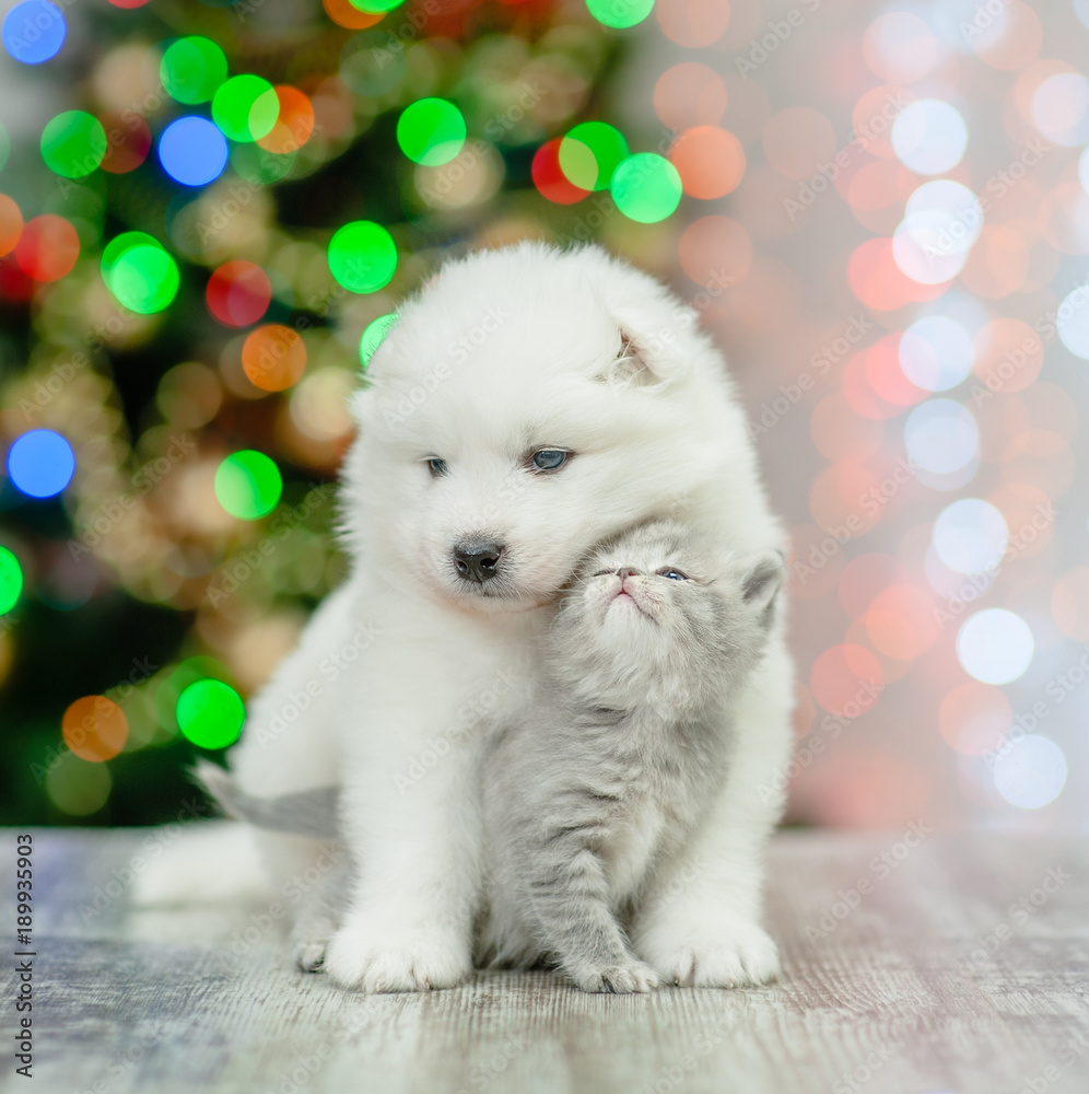 Samoyed puppy hugging a tender kitten on a background of the Christmas tree