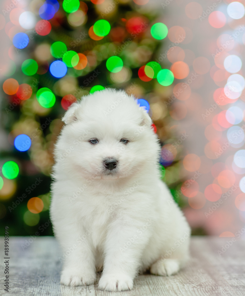 Samoyed puppy sitting on a background of the Christmas tree Samoyed puppy sitting on a background of the Christmas tree