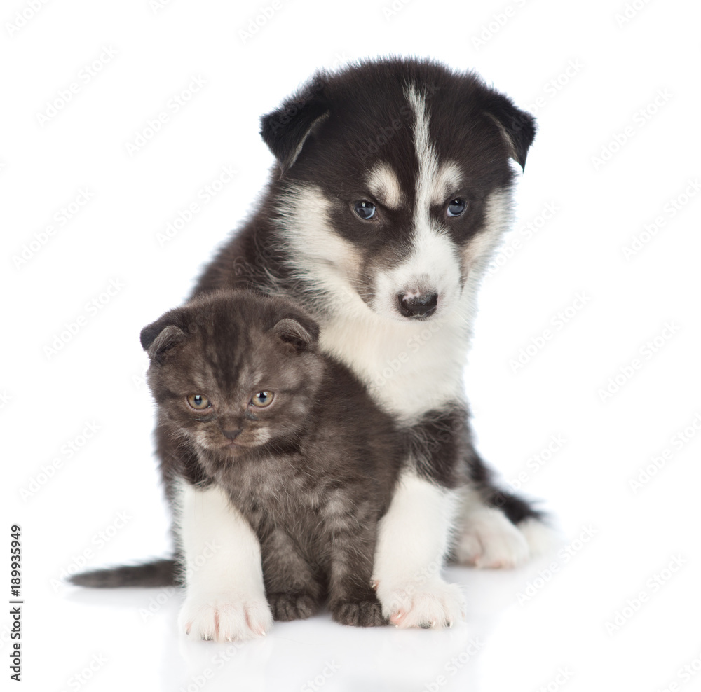 Siberian Husky puppy hugging scottish kitten. isolated on white background