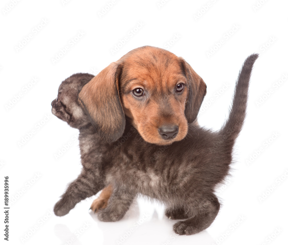 Playful dachshund puppy with kitten.  isolated on white background