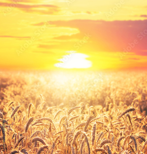 Field of ripe wheat on colorful sunset