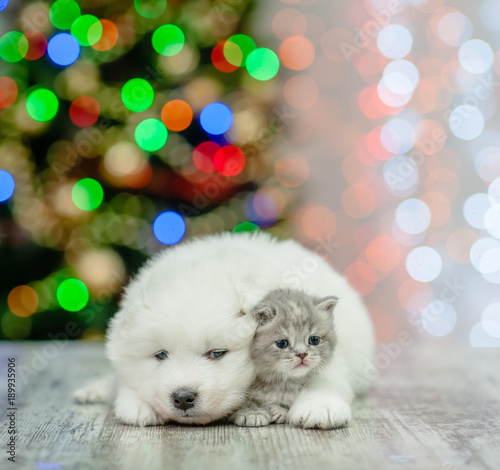 Samoyed puppy embracing a kitten on a background of the Christmas tree