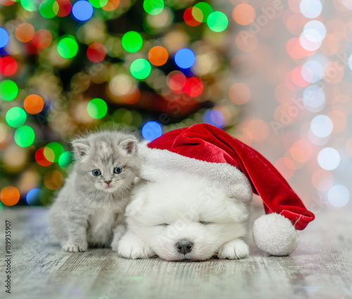 Kitten and samoyed puppy in red santa hat on a background of the Christmas tree