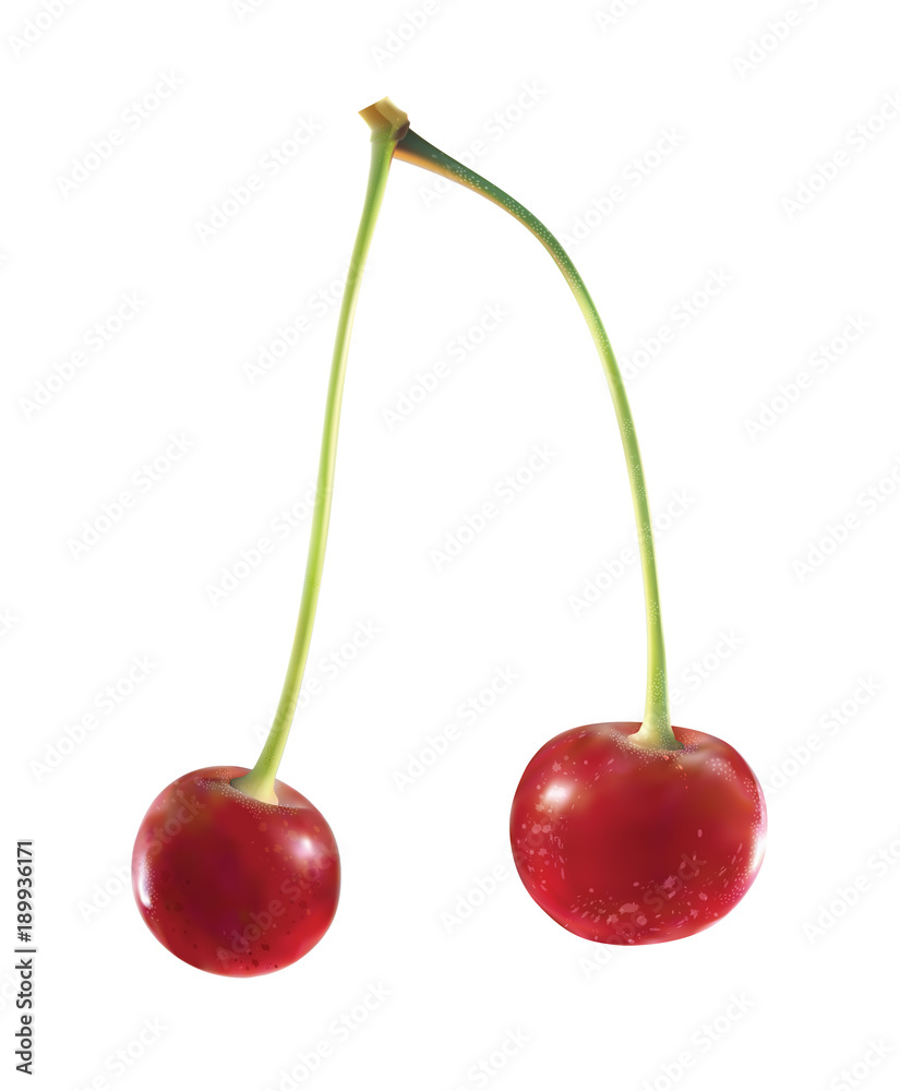 Realistic cherry isolated on white background