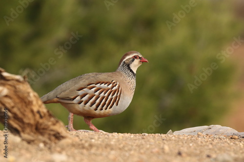 Red legged partridge