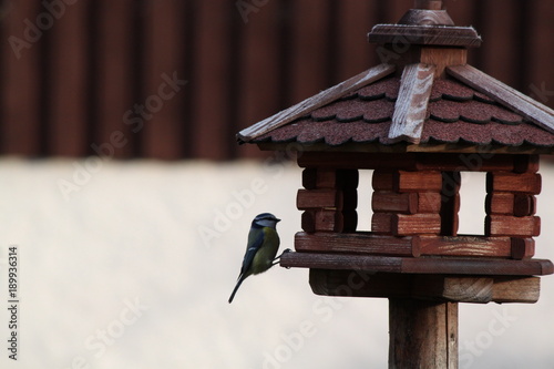 Fotografija blue tit at a birdhouse