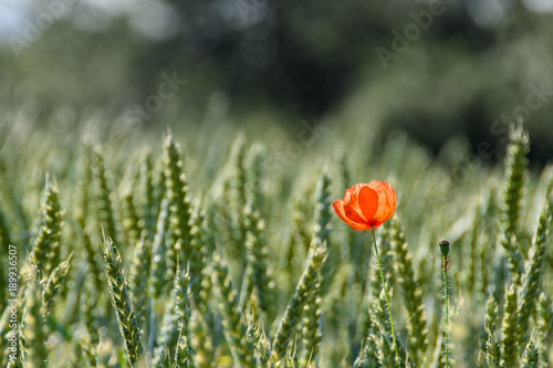 Klatschmohn