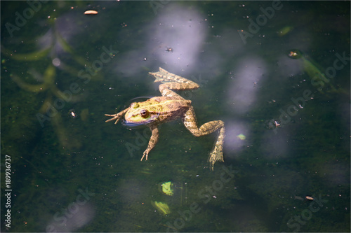 Grenouille dans une mare au château de Chaumont-Sur-Loire en France