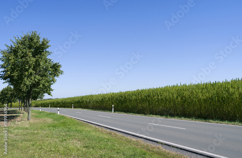 Roads: Idyllic country road at the edge of an industrial hemp field on the outskirts of Bethenhausen in Eastern Thuringia