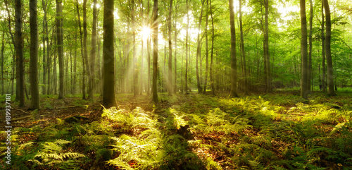 Forest of Beech Trees illuminated by sunbeams through fog, ferns covering the ground
