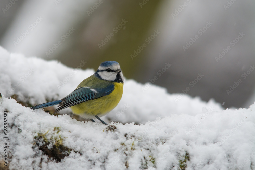 Wildlife photo - blue tit on old wood with snow in winter, Slovakia forest, Europe Wildlife photo - blue tit on old wood with snow in winter, Slovakia forest, Europe